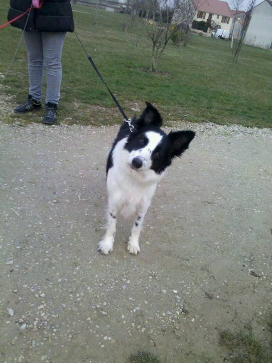 Maggy - Border Collie (7 ans)