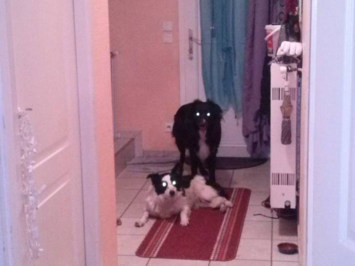 Falko et Maggy - Border Collie