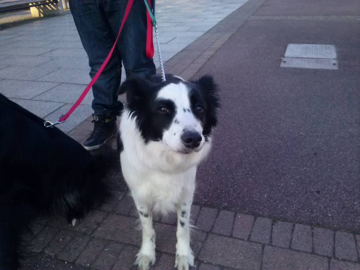 Maggy - Border Collie (7 ans)