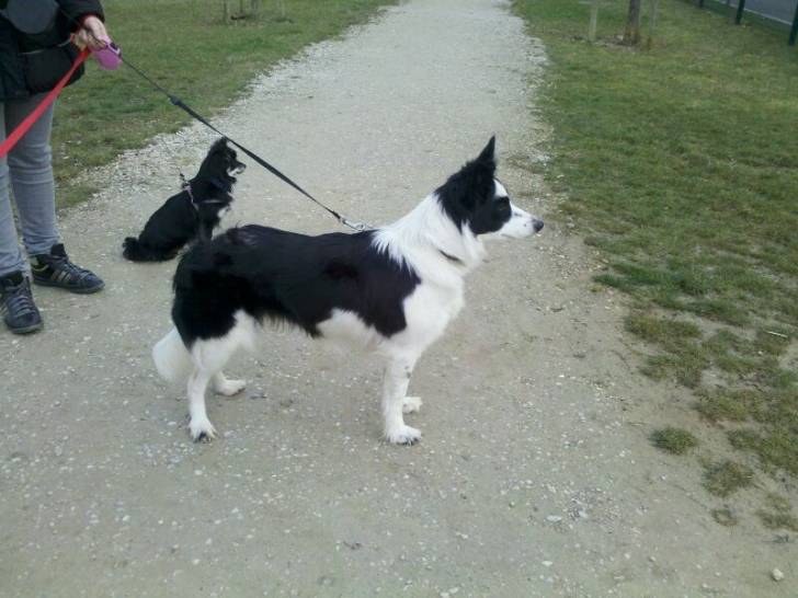 Maggy - Border Collie (7 ans)