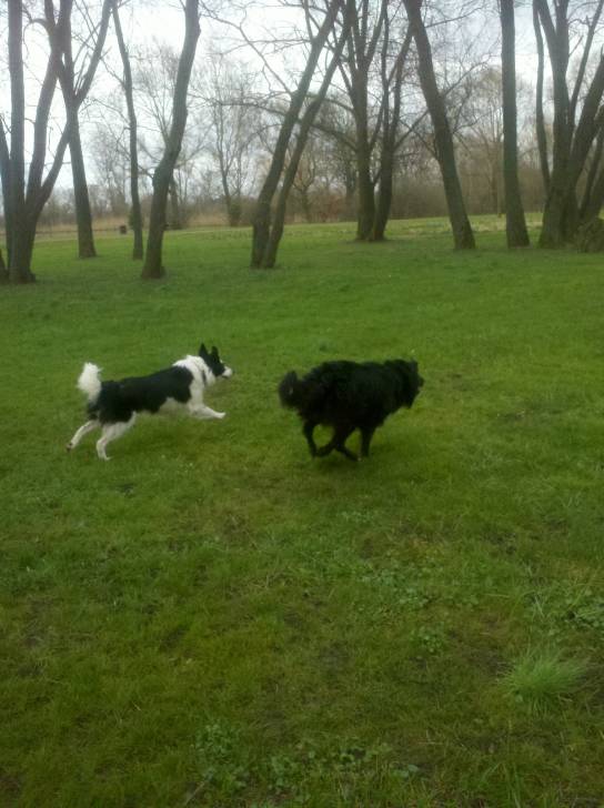 Maggy et Falko - Border Collie