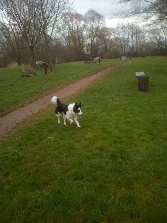 Maggy - Border Collie (7 ans)