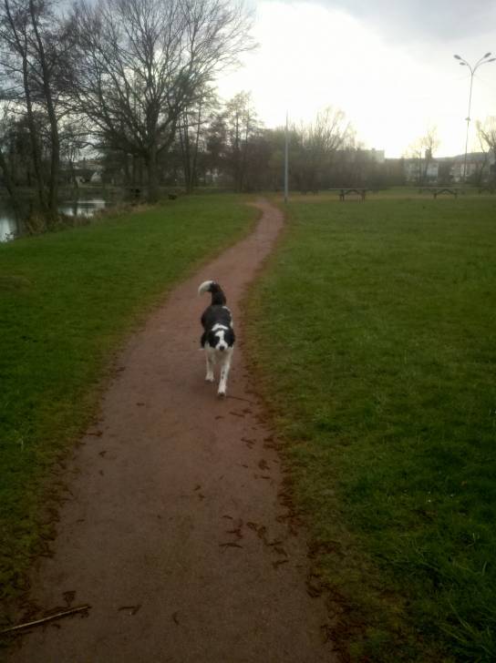 Maggy - Border Collie (7 ans)