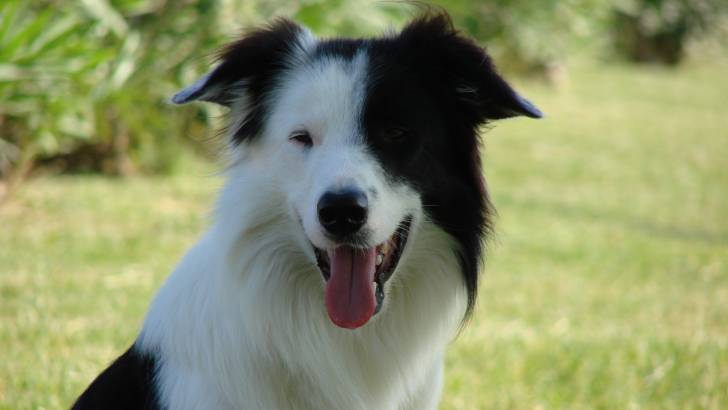 dylan de mayor - Border Collie Mâle (3 ans)