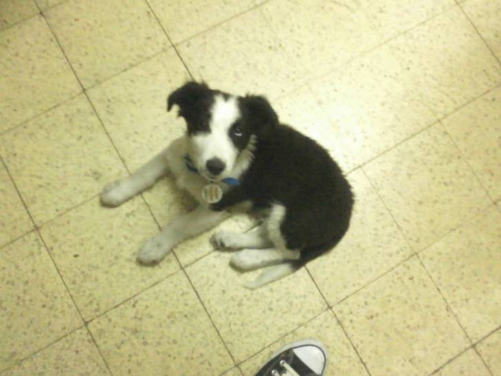 Chaman de cachorro - Border Collie Mâle (4 mois)