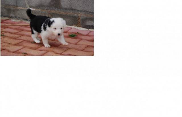 Isis - Border Collie (3 mois)