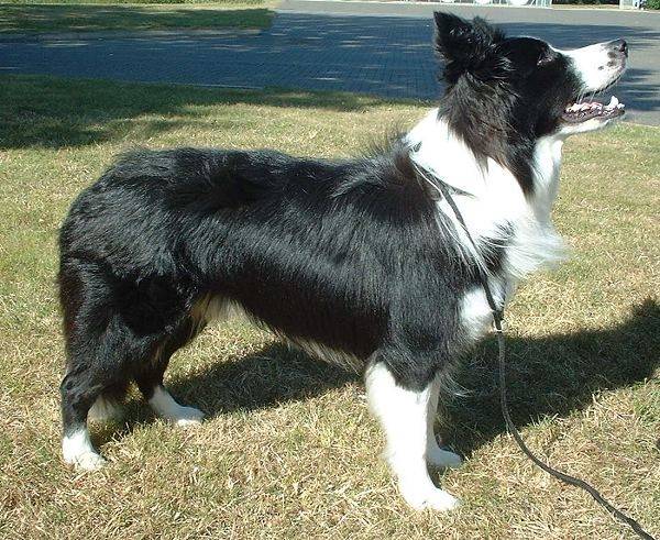 Sky - Border Collie Mâle (3 ans)