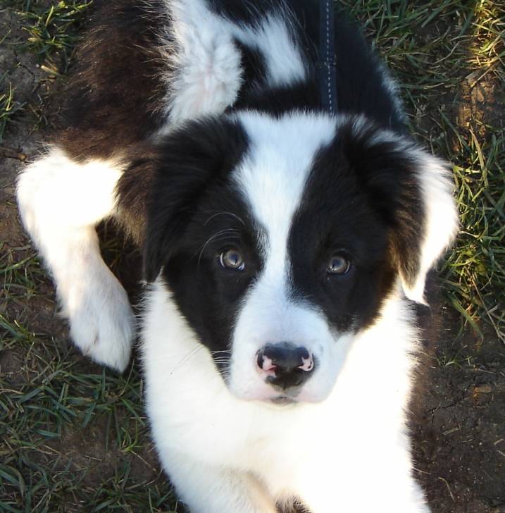 Choupa - Border Collie Mâle (3 ans)