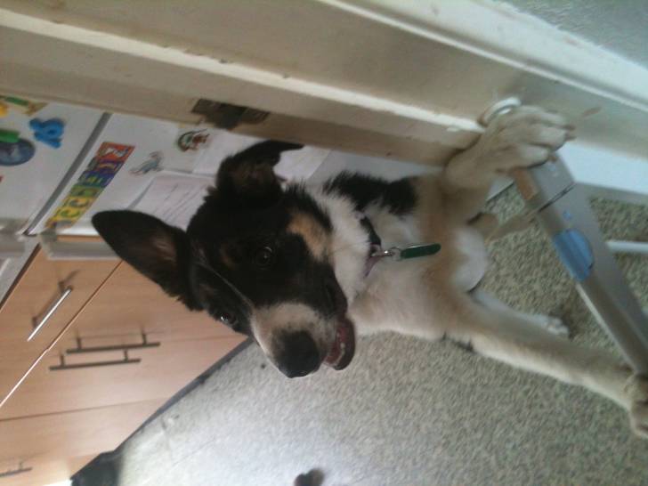 Maisie - Border Collie (6 mois)