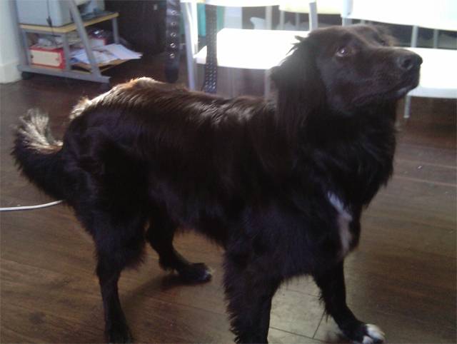 Gaéa - Border Collie (8 ans)