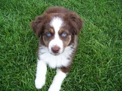 Jessy - Border Collie (8 mois)