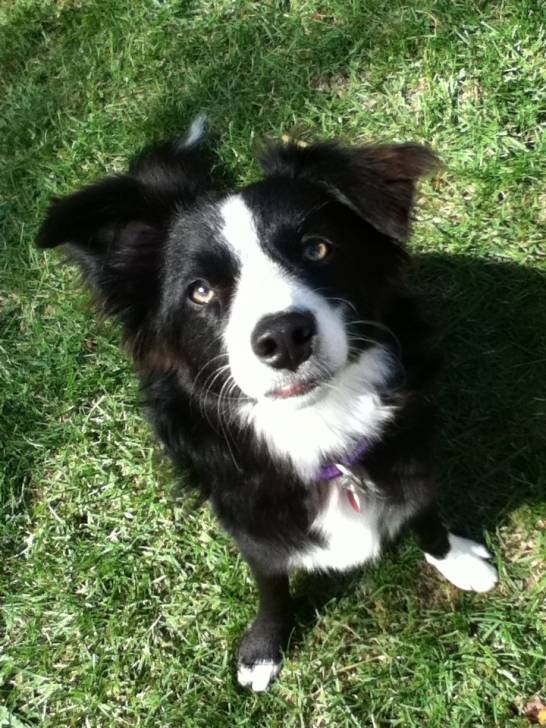 Mia - Border Collie (1 an)
