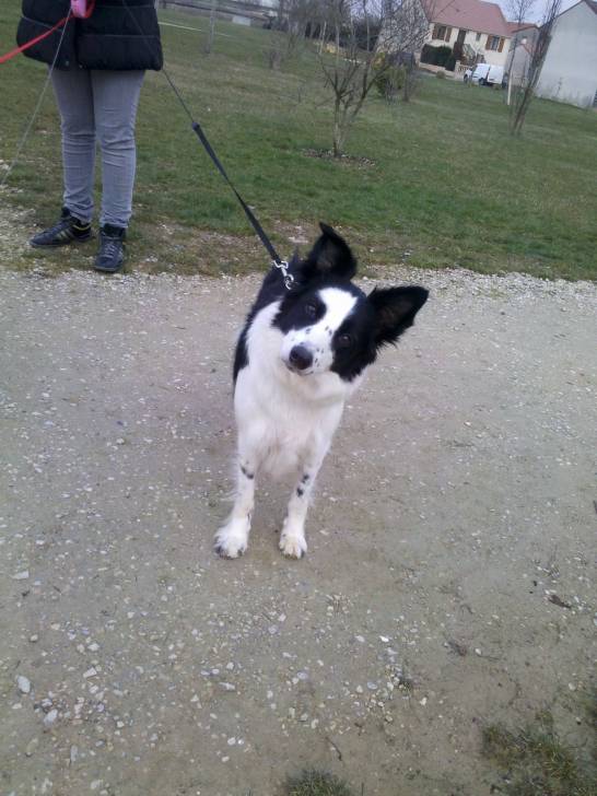 Maggy - Border Collie (6 ans)