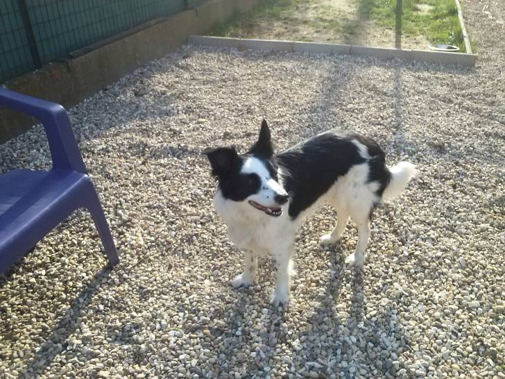 Maggy - Border Collie (6 ans)