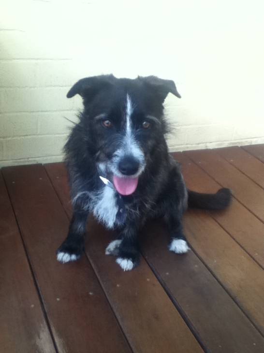 Mickey - Border Collie Mâle (3 ans)
