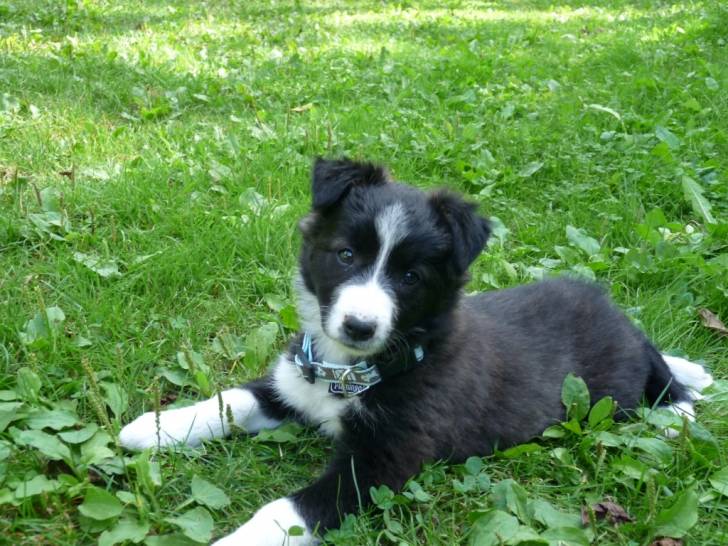 Iris - Border Collie (1 mois)