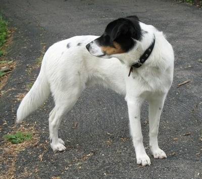 Clyde - Border Collie Mâle (2 ans)