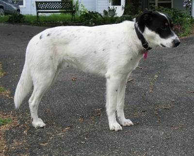 Clyde - Border Collie Mâle (2 ans)
