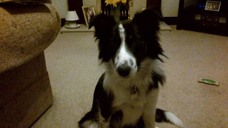 Zak - Border Collie Mâle (1 an)
