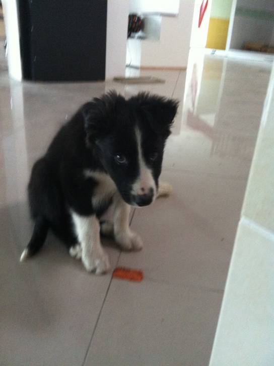pasha - Border Collie Mâle (5 mois)