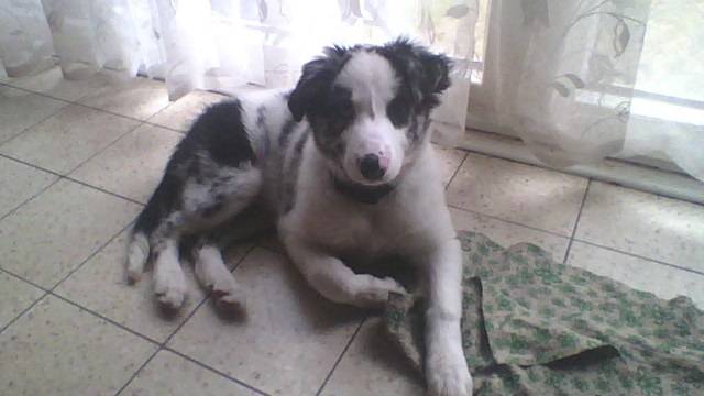 laika - Border Collie (4 mois)