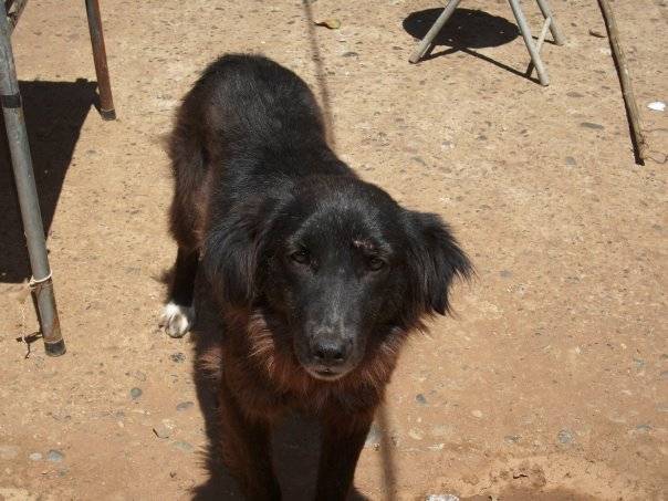Mordelona - Border Collie (11 mois)