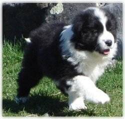 funzy - Border Collie Mâle (4 mois)