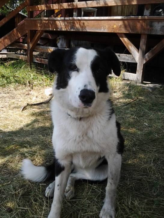 Mazy - Border Collie (4 ans)