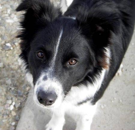 Bella - Border Collie (8 mois)