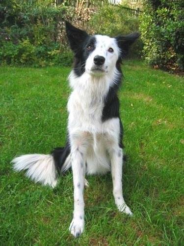 Cookie - Border Collie (4 ans)
