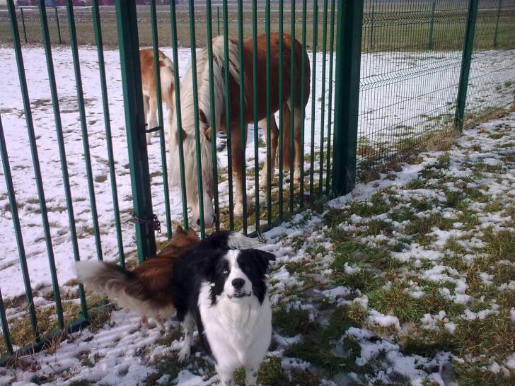 Eclipse - Border Collie Mâle (1 an)