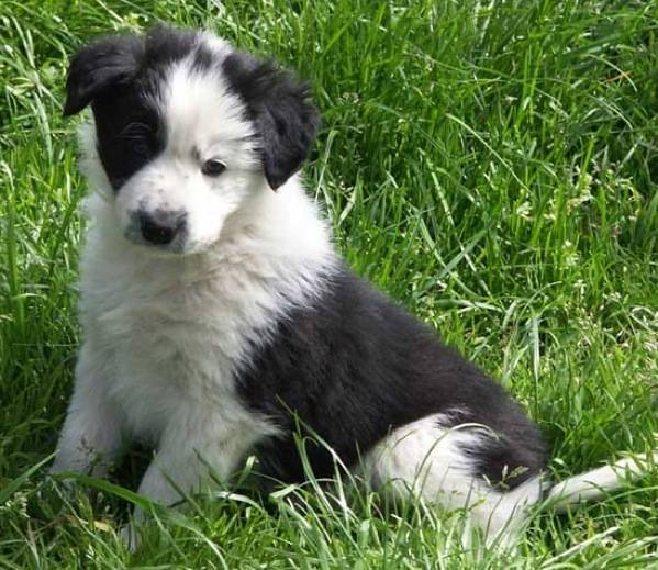 Coeur - Border Collie Mâle (5 mois)