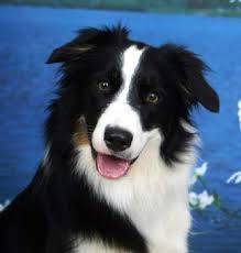 Jim - Border Collie Mâle (2 ans)