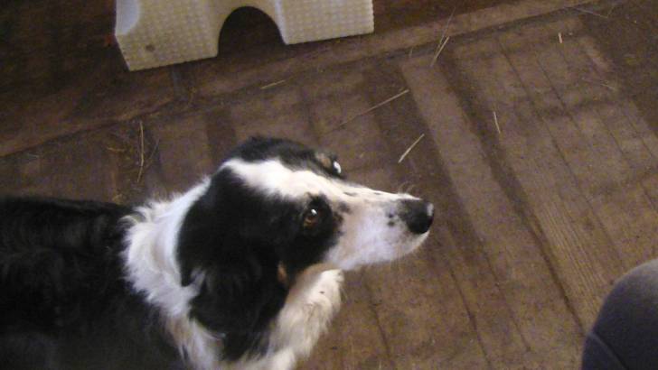 Bobola - Border Collie