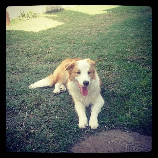Mirko - Border Collie Mâle (7 mois)