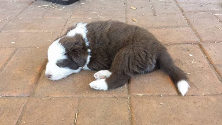 Lexi - Border Collie (1 mois)