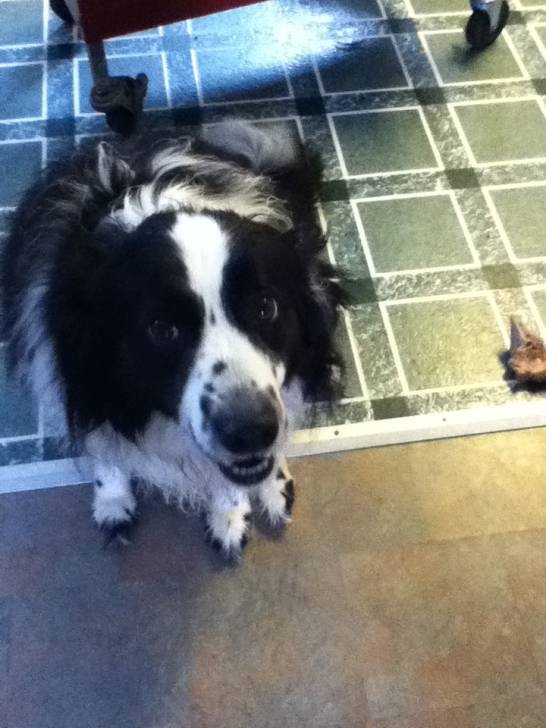 Jack - Border Collie Mâle (4 ans)