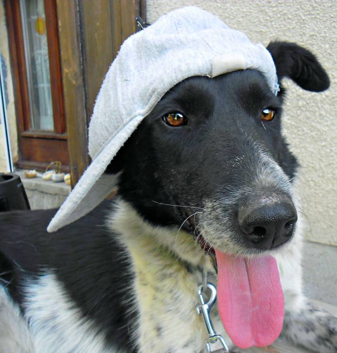 Nora - Border Collie (6 ans)