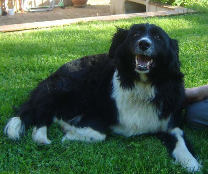 Taïga - Border Collie (8 ans)