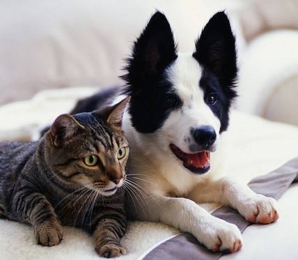 petit suisse - Border Collie Mâle (4 mois)
