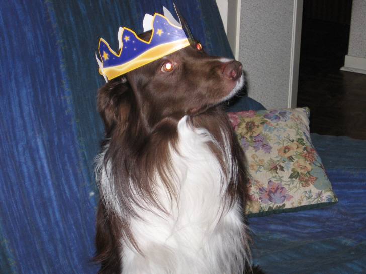 SCHUMI - Border Collie Mâle (9 ans)