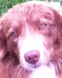 Carhart - Border Collie Mâle (5 ans)