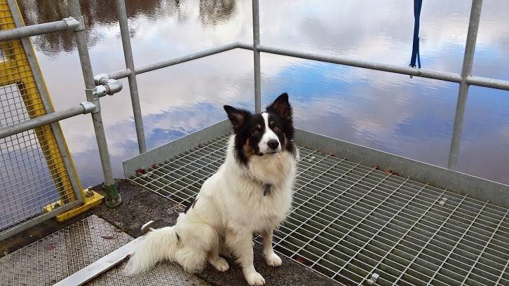 My dog - Border Collie Mâle (1 an)