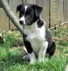 Lousie - Border Collie (6 ans)