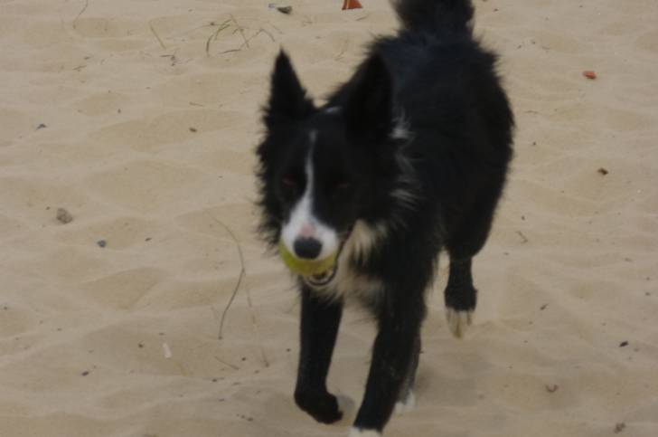 lilou - Border Collie (1 an)