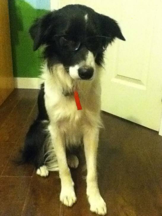 Bandit - Border Collie Mâle (2 ans)