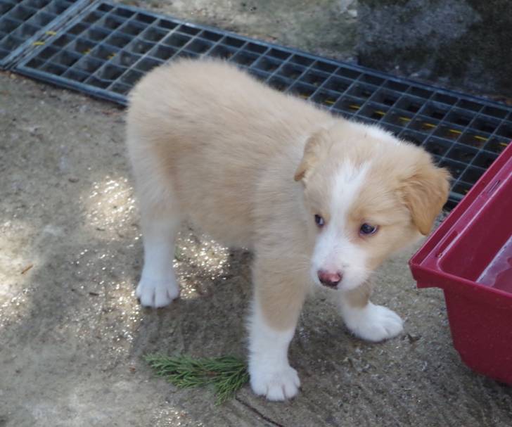 Jessi (jess) - Border Collie Mâle (1 mois)