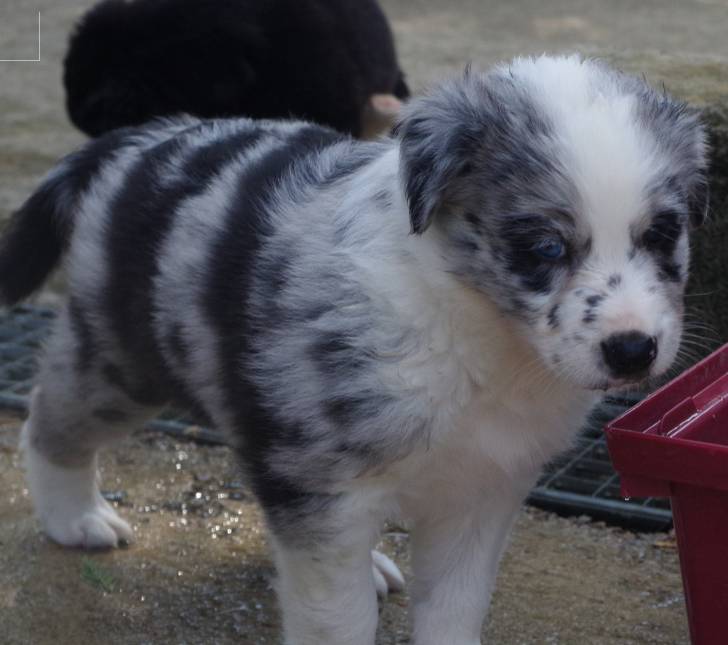 snow - Border Collie Mâle (1 mois)