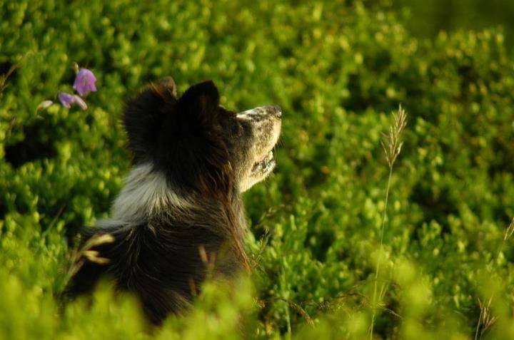 Poupette - Border Collie (11 ans)