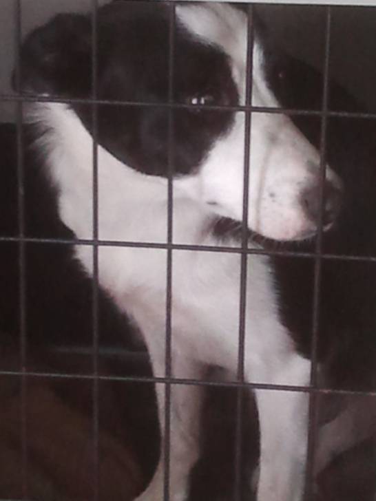 cally - Border Collie (3 ans)